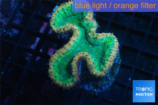 Lobophyllia green & red circle 5-6 cm WYSIWYG acclimaté