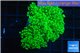 Euphyllia yaeyamaensis green 5-8 cm WYSIWYG acclimaté