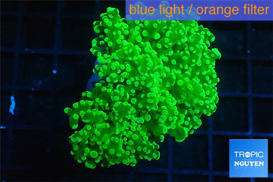 Euphyllia yaeyamaensis green 5-8 cm WYSIWYG acclimaté