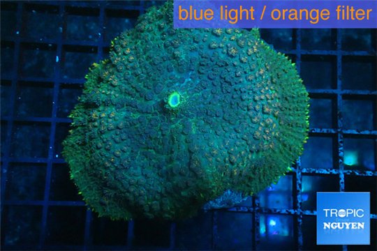 Rhodactis green blue big leaf 5-7 cm WYSIWYG acclimaté