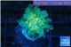 Euphyllia paraancora gold / green 1 polyp WYSIWYG acclimaté