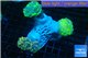 Euphyllia paraancora garden mix color corals cuture fusion 7-14 cm WYSIWYG acclimaté