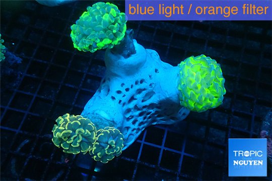 Euphyllia paraancora garden mix color corals cuture fusion 7-14 cm WYSIWYG acclimaté