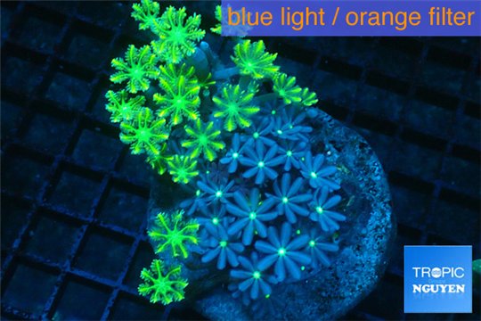 Clavularia papaya neon green + Knopia green spot 7-10 cm WYSIWYG acclimaté