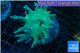 Lobophytum greeny body 8-12 cm WYSIWYG acclimaté