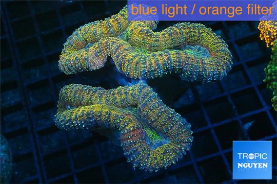 Lobophyllia green gold 9-14 cm WYSIWYG acclimaté