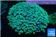 Alveopora green 8-14 cm WYSIWYG acclimaté