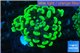 Euphyllia paraancora neon green 3-6 cm WYSIWYG acclimaté