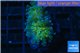 Euphyllia paraancora golden purple 2 polyps WYSIWYG acclimaté