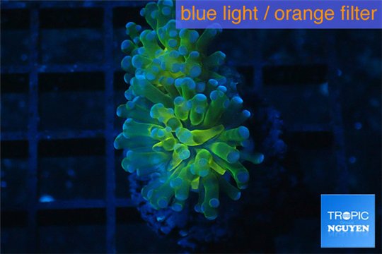 Euphyllia paraancora golden purple 2 polyps WYSIWYG acclimaté