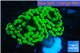 Euphyllia paraancora neon green 3-6 cm WYSIWYG acclimaté