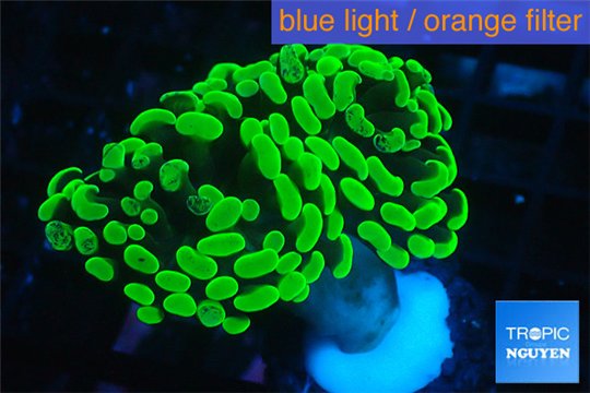 Euphyllia paraancora neon green 3-6 cm WYSIWYG acclimaté