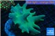 Lobophytum greeny body 8-12 cm WYSIWYG acclimaté