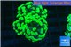 Euphyllia paraancora neon green 4-6 cm WYSIWYG acclimaté