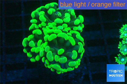 Euphyllia paraancora neon green 4-6 cm WYSIWYG acclimaté