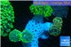 Euphyllia paraancora garden mix color corals cuture fusion 7-14 cm WYSIWYG acclimaté