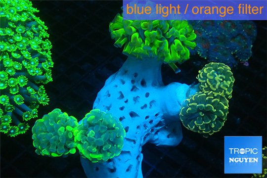 Euphyllia paraancora garden mix color corals cuture fusion 7-14 cm WYSIWYG acclimaté