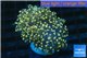 Euphyllia paradivisa orange 4-8 cm WYSIWYG acclimaté