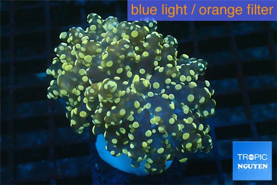 Euphyllia paradivisa orange 4-8 cm WYSIWYG acclimaté