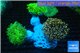 Euphyllia paradiva orange + Euphyllia yaeyamaensis green corals culture fusion 7-14 cm WYSIWYG acclimaté
