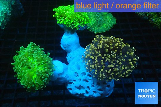 Euphyllia paradiva orange + Euphyllia yaeyamaensis green corals culture fusion 7-14 cm WYSIWYG acclimaté