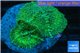 Rhodactis green big leaf 2 polyps WYSIWYG acclimaté