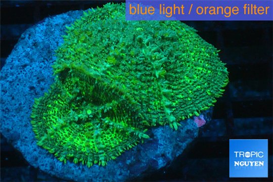 Rhodactis green big leaf 2 polyps WYSIWYG acclimaté