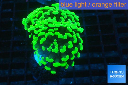 Euphyllia paraancora neon green 4-8 cm WYSIWYG acclimaté