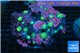 Rhodactis golden green fusion small polyps 8-14 cm WYSIWYG acclimaté