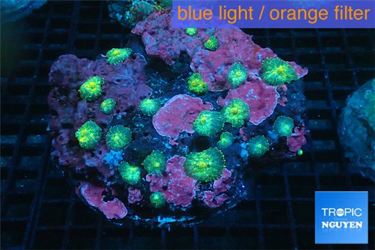 Rhodactis golden green fusion small polyps 8-14 cm WYSIWYG acclimaté