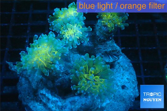 Euphyllia paraancora golden purple 8-12 cm WYSIWYG acclimaté