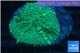 Rhodactis green big leaf 1 polyp WYSIWYG acclimaté
