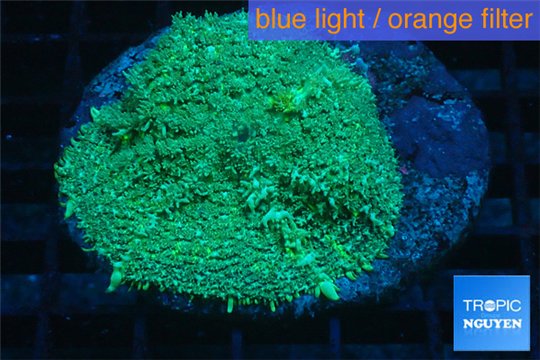 Rhodactis green big leaf 1 polyp WYSIWYG acclimaté