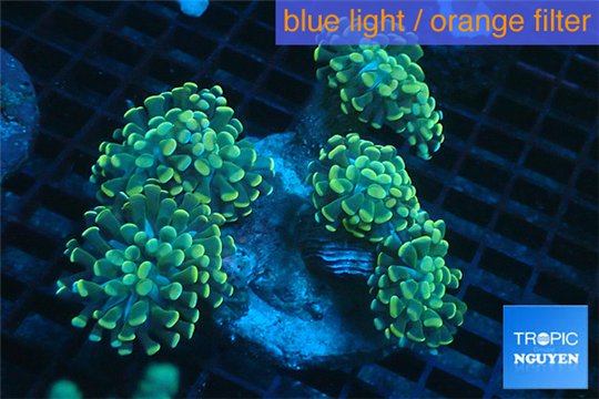 Euphyllia paraancora golden 8-12 cm WYSIWYG acclimaté