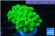 Euphyllia yaeyamaensis green 4-7 cm WYSIWYG acclimaté