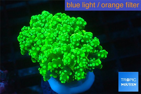 Euphyllia yaeyamaensis green 4-7 cm WYSIWYG acclimaté