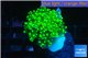 Euphyllia yaeyamaensis green 3-6 cm WYSIWYG acclimaté