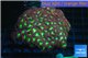 Blastomussa merletti red green 7-10 cm WYSIWYG acclimaté