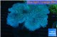 Sarcophyton long polyps 10-14 cm WYSIWYG acclimaté