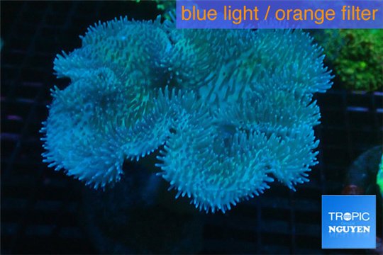 Sarcophyton long polyps 10-14 cm WYSIWYG acclimaté