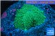 Rhodactis green big leaf 1 polyp WYSIWYG acclimaté