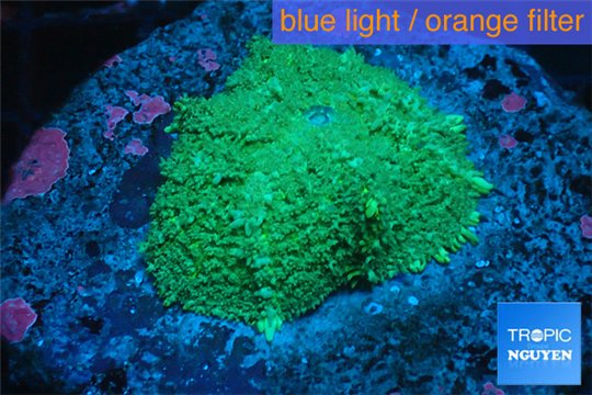 Rhodactis green big leaf 1 polyp WYSIWYG acclimaté