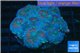 Rhodactis rainbow premium 8-12 cm WYSIWYG acclimaté