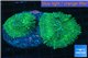 Rhodactis green big leaf 2 polyps WYSIWYG acclimaté