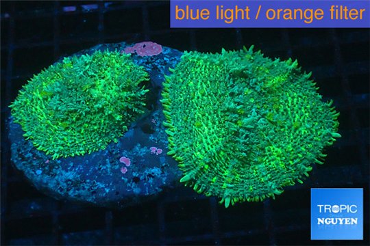 Rhodactis green big leaf 2 polyps WYSIWYG acclimaté