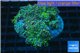 Ricordea yuma green purple 8-12 cm WYSIWYG acclimaté