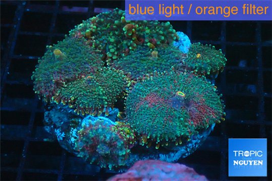 Ricordea yuma tricolor 8-12 cm WYSIWYG acclimaté