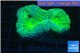 Lobophyllia neon green 5-8 cm WYSIWYG acclimaté