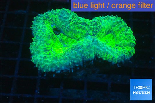 Lobophyllia neon green 5-8 cm WYSIWYG acclimaté