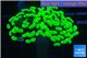 Euphyllia paraancora neon green 4-6 cm WYSIWYG acclimaté